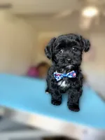 Ziggy, a male Yorkipoo for sale in Maryville, TN – 3 of 8