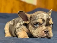 Mr.Magoo, a male French Bulldog for sale in Boston, MA – 1 of 7