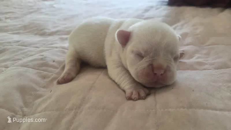 Princess floof – French Bulldog puppy for sale in Boston, MA