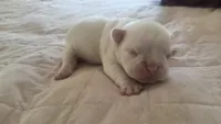 Princess floof, a female French Bulldog for sale in Boston, MA – 1 of 4