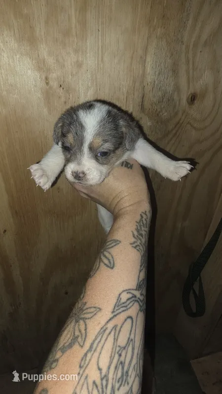 Pookie – Poodle - Miniature  puppy for sale in Boston, MA