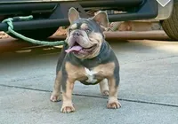 Princess pea, a female French Bulldog for sale in Boston, MA – 4 of 5