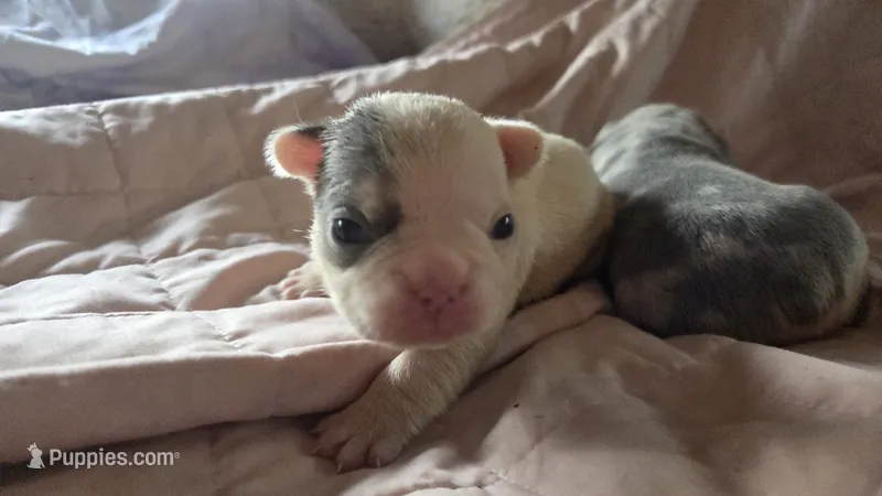 Princess pea – French Bulldog puppy for sale in Boston, MA