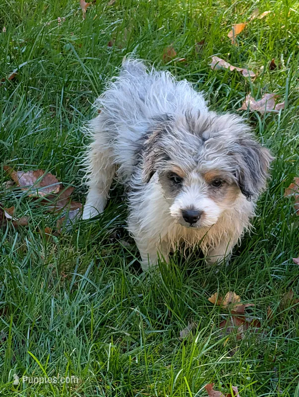 Bramble – Poodle - Miniature  puppy for sale in Boston, MA