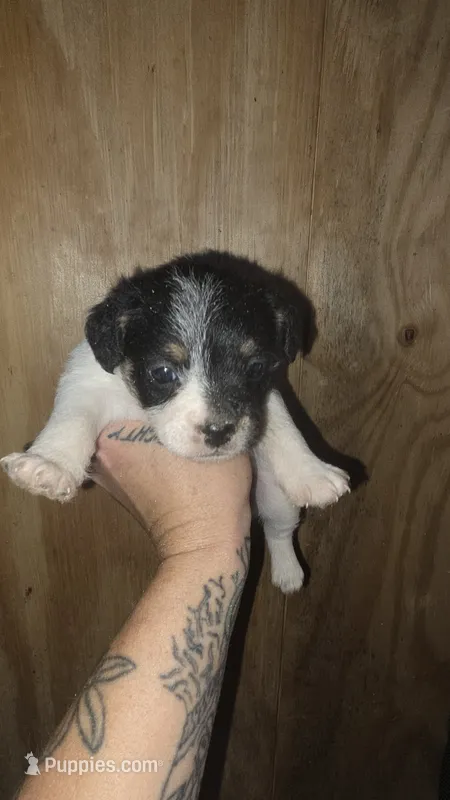 Moana Lisa – Poodle - Miniature  puppy for sale in Boston, MA