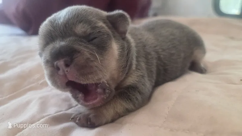 Stelluna – French Bulldog puppy for sale in Boston, MA