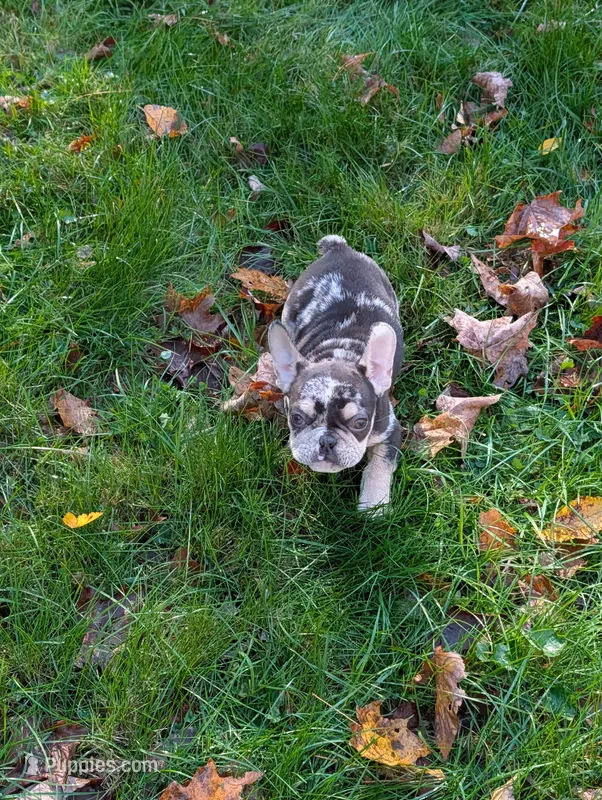 Mr.Magoo – French Bulldog puppy for sale in Boston, MA