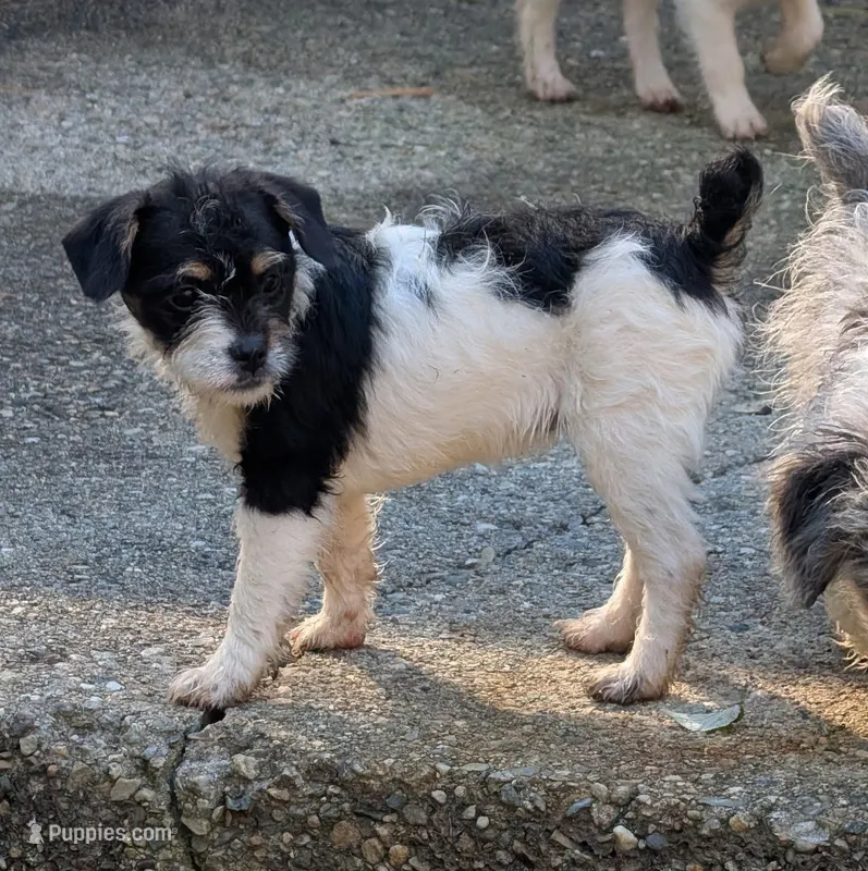 Moana Lisa – Poodle - Miniature  puppy for sale in Boston, MA