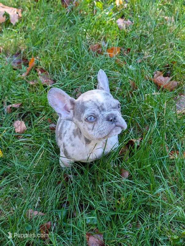 Odin – French Bulldog puppy for sale in Boston, MA