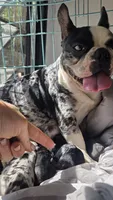 Princess floof, a female French Bulldog for sale in Boston, MA – 4 of 4