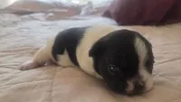 Boochie, a female French Bulldog for sale in Boston, MA – 4 of 6