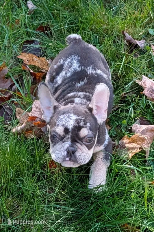 Mr.Magoo – French Bulldog puppy for sale in Boston, MA