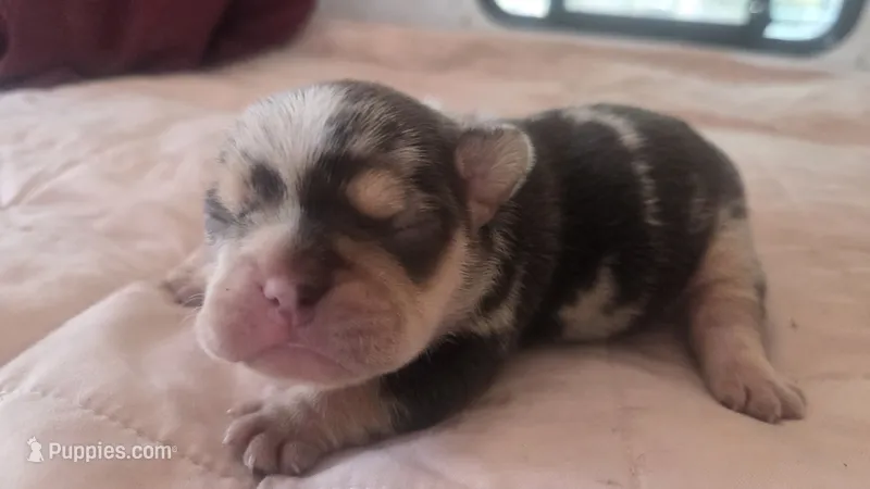 Mr.Magoo – French Bulldog puppy for sale in Boston, MA
