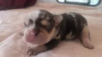 Mr.Magoo, a male French Bulldog for sale in Boston, MA – 1 of 4