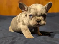 Odin, a male French Bulldog for sale in Boston, MA – 1 of 8