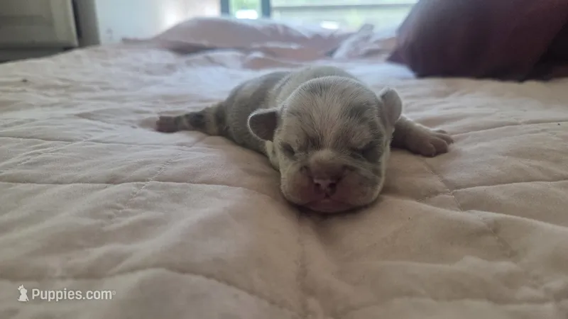 Odin – French Bulldog puppy for sale in Boston, MA