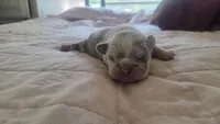 Odin, a male French Bulldog for sale in Boston, MA – 1 of 5