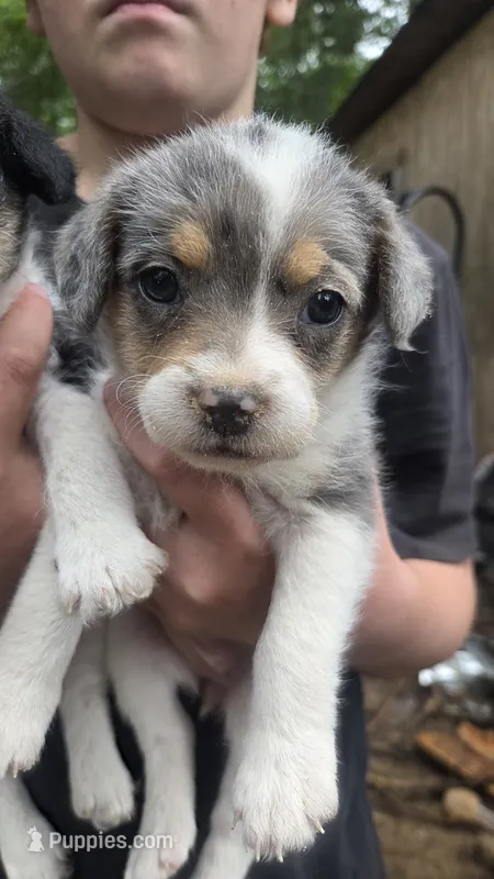 Pookie – Poodle - Miniature  puppy for sale in Boston, MA
