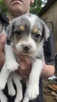 Pookie, a female Poodle - Miniature  for sale in Boston, MA – 1 of 4
