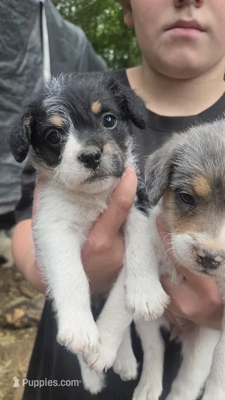 Moana Lisa – Poodle - Miniature  puppy for sale in Boston, MA