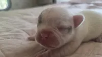 Princess pea, a female French Bulldog for sale in Boston, MA – 2 of 5