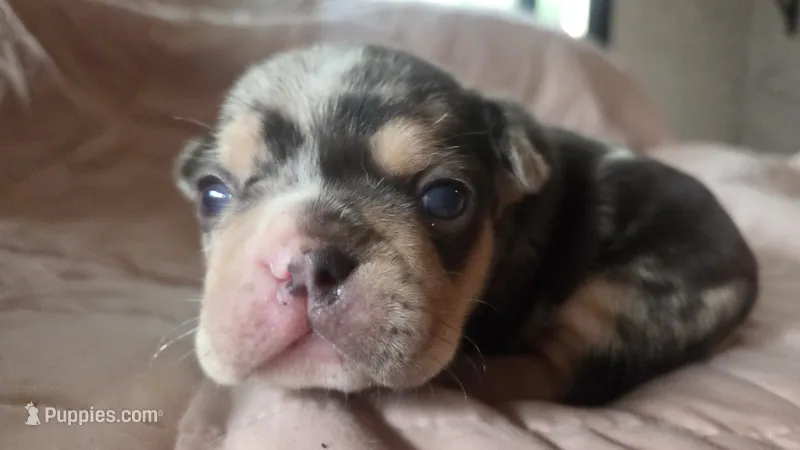 Mr.Magoo – French Bulldog puppy for sale in Boston, MA