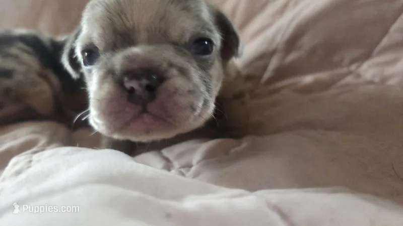 Odin – French Bulldog puppy for sale in Boston, MA