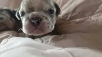 Odin, a male French Bulldog for sale in Boston, MA – 2 of 8