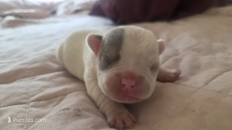 Princess pea – French Bulldog puppy for sale in Boston, MA