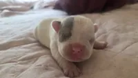Princess pea, a female French Bulldog for sale in Boston, MA – 1 of 5