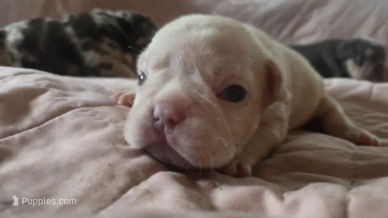 Princess floof – French Bulldog puppy for sale in Boston, MA