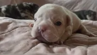 Princess floof, a female French Bulldog for sale in Boston, MA – 2 of 6