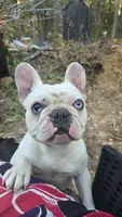 Boochie, a female French Bulldog for sale in Boston, MA – 6 of 6