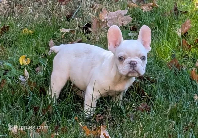 Princess floof – French Bulldog puppy for sale in Boston, MA