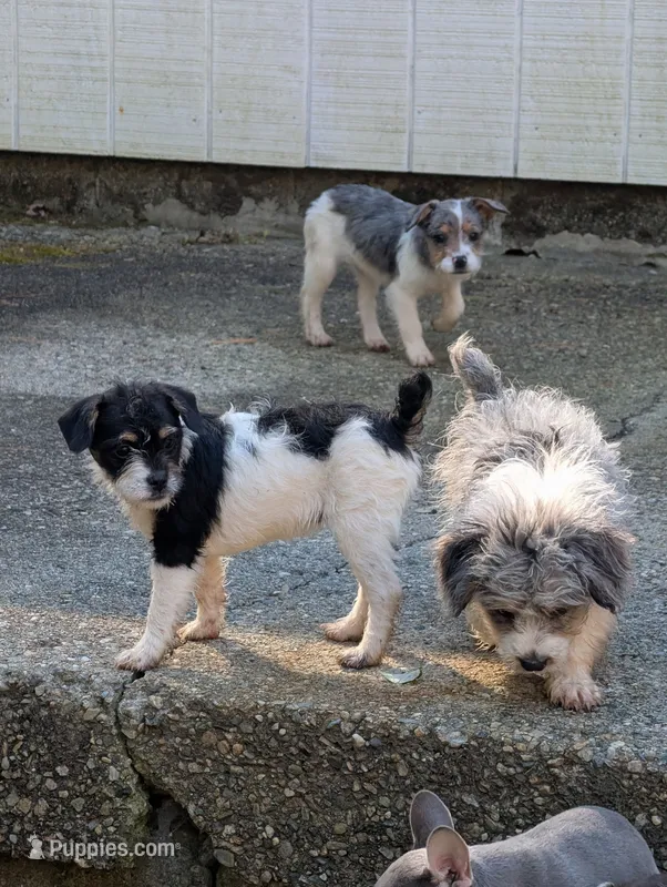Moana Lisa – Poodle - Miniature  puppy for sale in Boston, MA