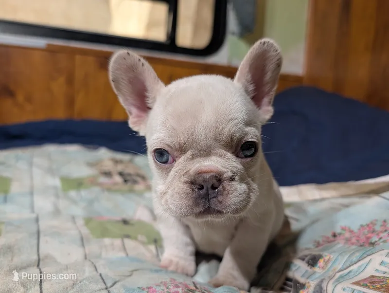 Princess floof – French Bulldog puppy for sale in Boston, MA