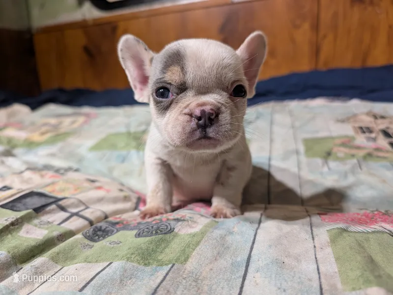 Princess pea – French Bulldog puppy for sale in Boston, MA