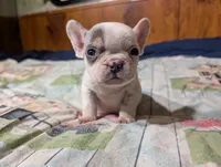 Princess pea, a female French Bulldog for sale in Boston, MA – 1 of 7