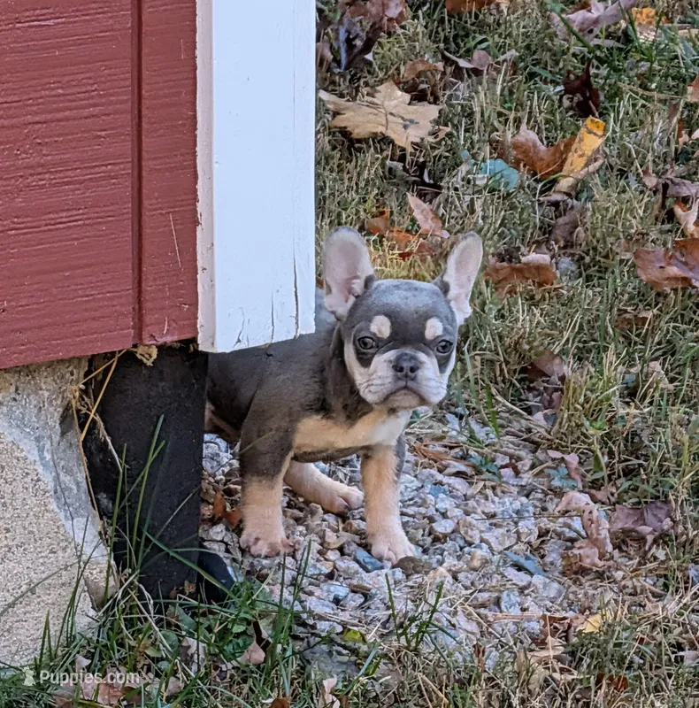 Stelluna – French Bulldog puppy for sale in Boston, MA