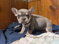 Stelluna, a female French Bulldog for sale in Boston, MA – 1 of 6