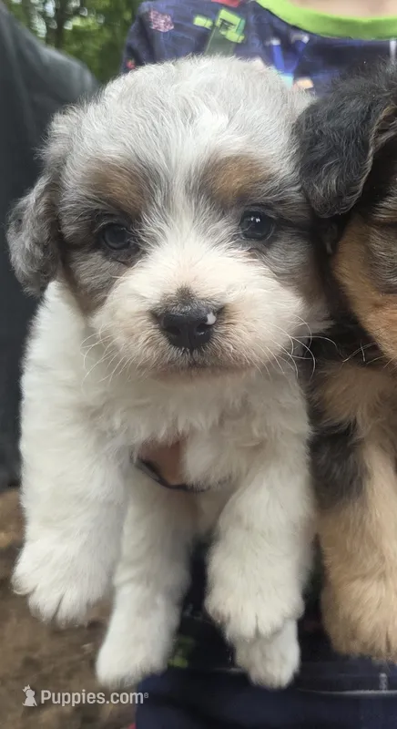 Bramble – Poodle - Miniature  puppy for sale in Boston, MA