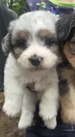 Bramble, a male Poodle - Miniature  for sale in Boston, MA – 1 of 4