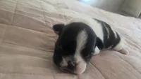 Boochie, a female French Bulldog for sale in Boston, MA – 2 of 6