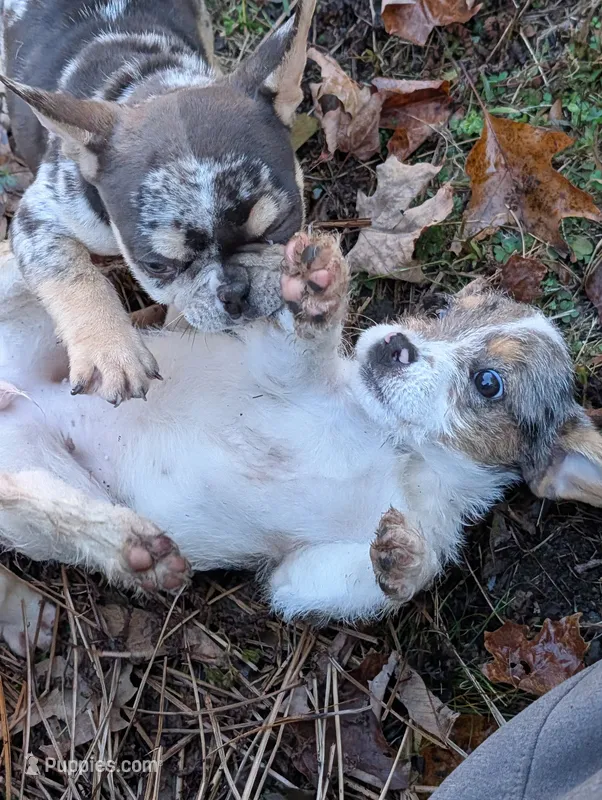 Pookie – Poodle - Miniature  puppy for sale in Boston, MA