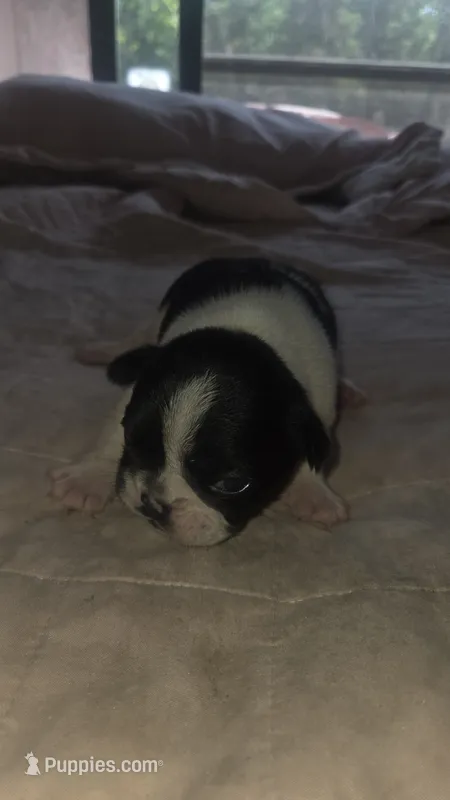 Boochie – French Bulldog puppy for sale in Boston, MA