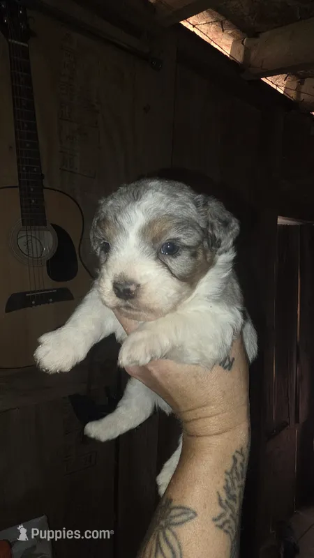 Bramble – Poodle - Miniature  puppy for sale in Boston, MA