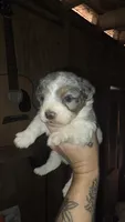 Bramble, a male Poodle - Miniature  for sale in Boston, MA – 1 of 3
