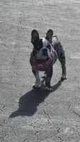 Bella, a  French Bulldog for sale in Boston, MA – Photo 2 of 2