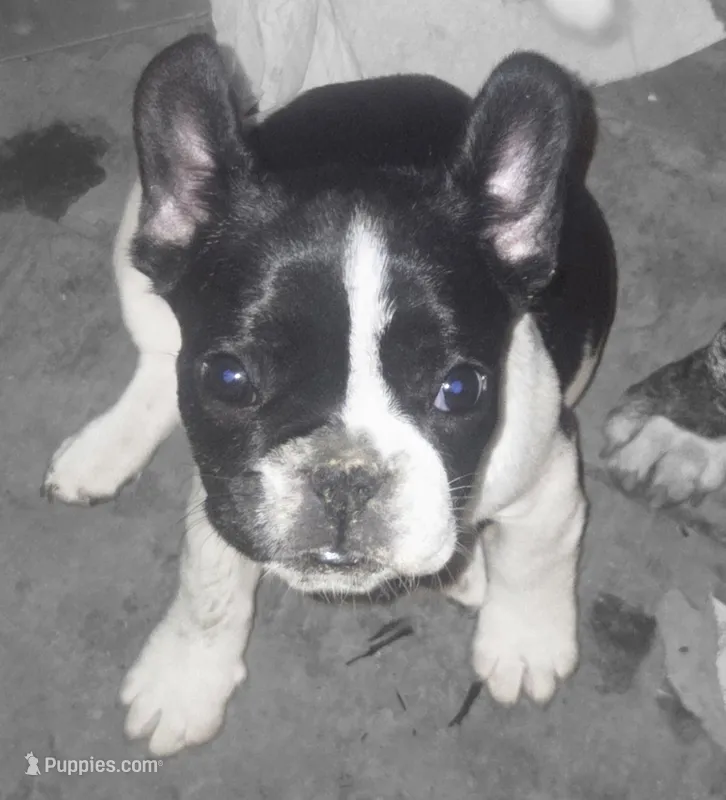 Boochie – French Bulldog puppy for sale in Boston, MA