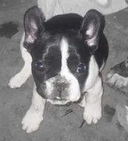 Boochie, a female French Bulldog for sale in Boston, MA – 1 of 7